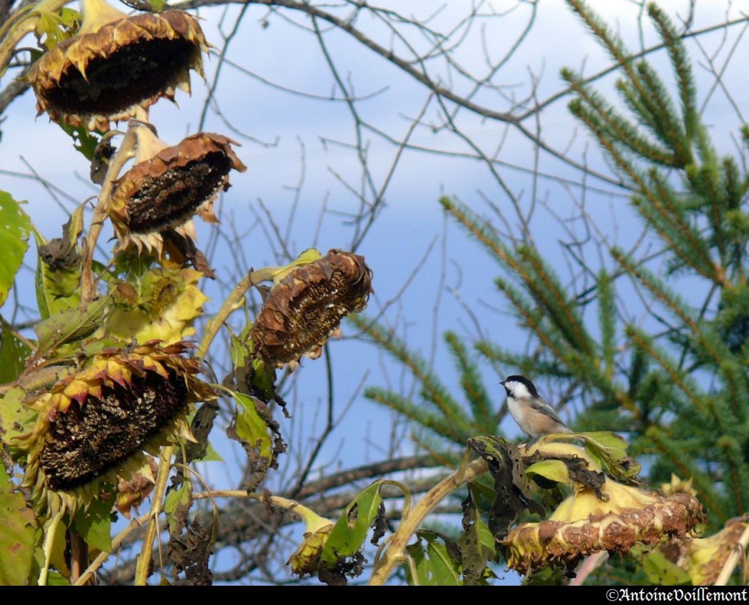 Mésange à tête noire