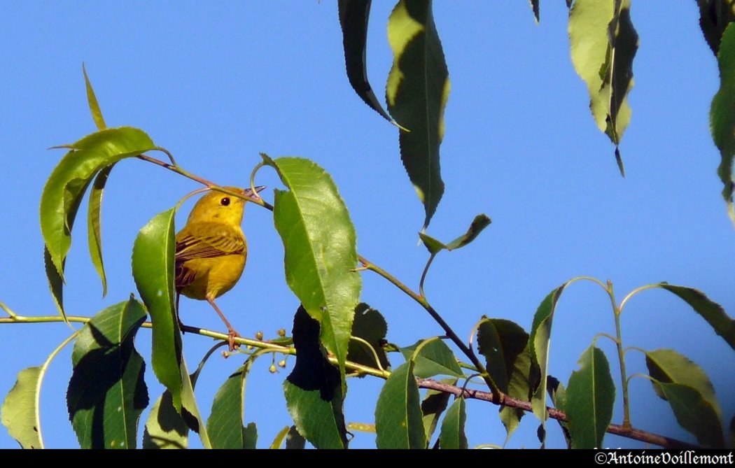 Paruline jaune <p>Dans le jardin</p>