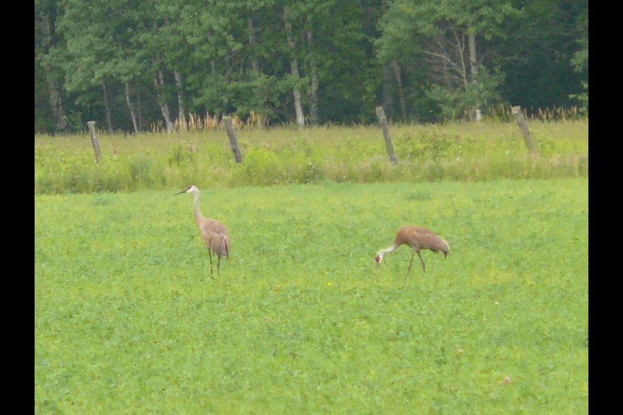Grues du Canada, Grus canadensis
