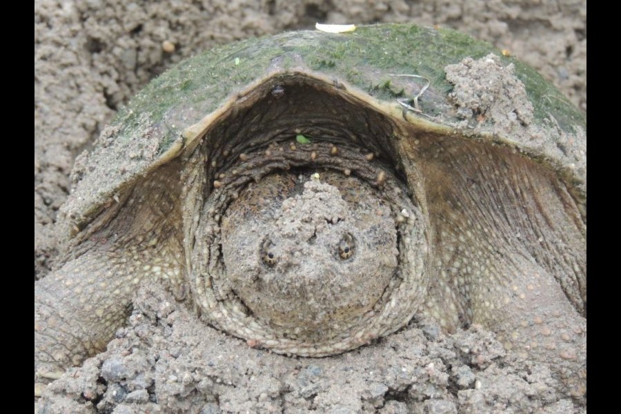 Ponte tortue serpentine 030