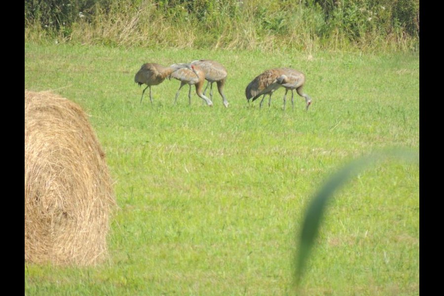 Grues du Canada, Grus canadensis