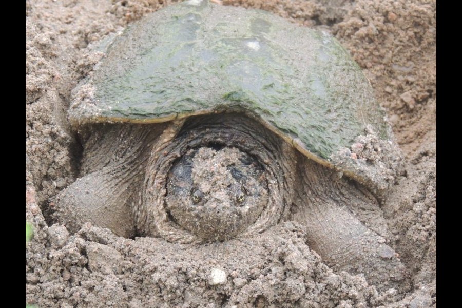 Ponte tortue serpentine 006