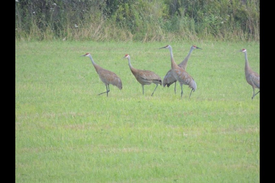 Grues du Canada, Grus canadensis
