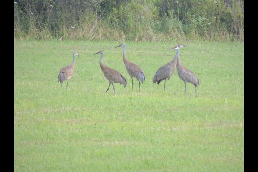 Grues du Canada, Grus canadensis