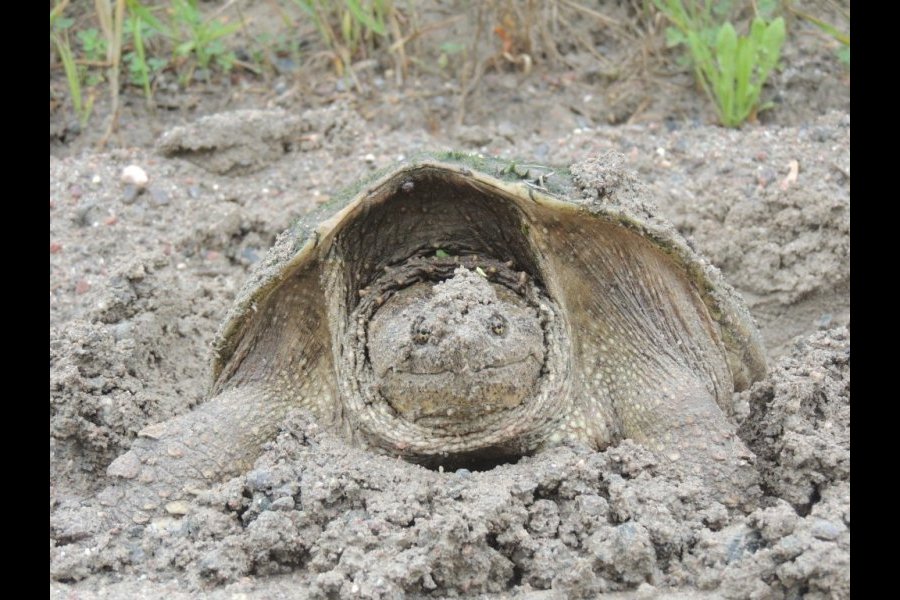 Ponte tortue serpentine 031