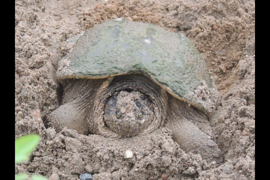 Ponte tortue serpentine 007