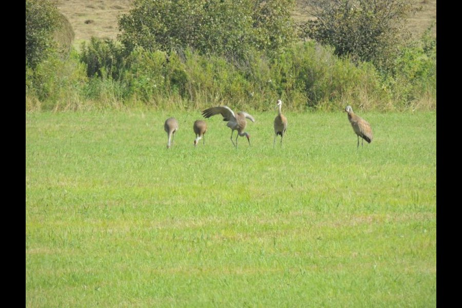 Grues du Canada, Grus canadensis