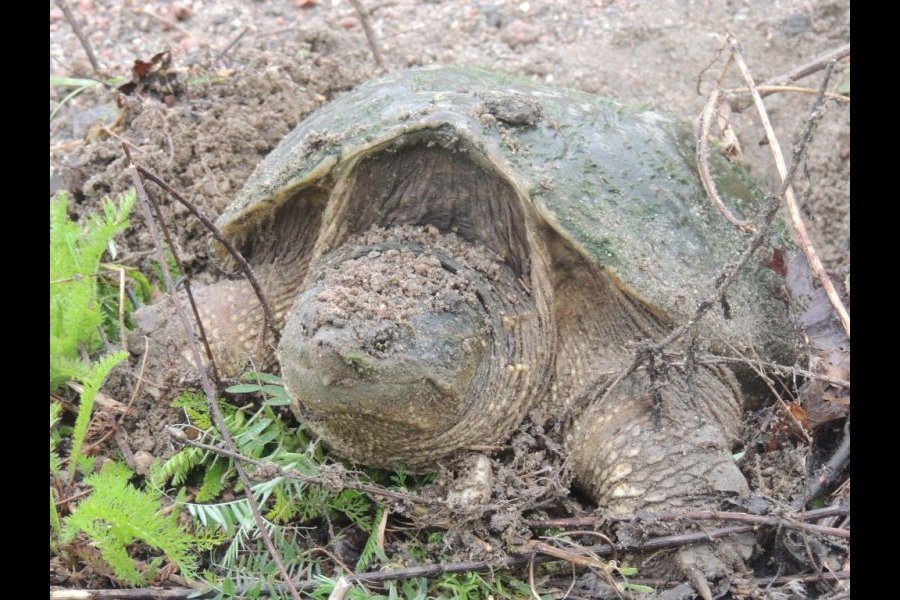 Ponte tortue serpentine 041