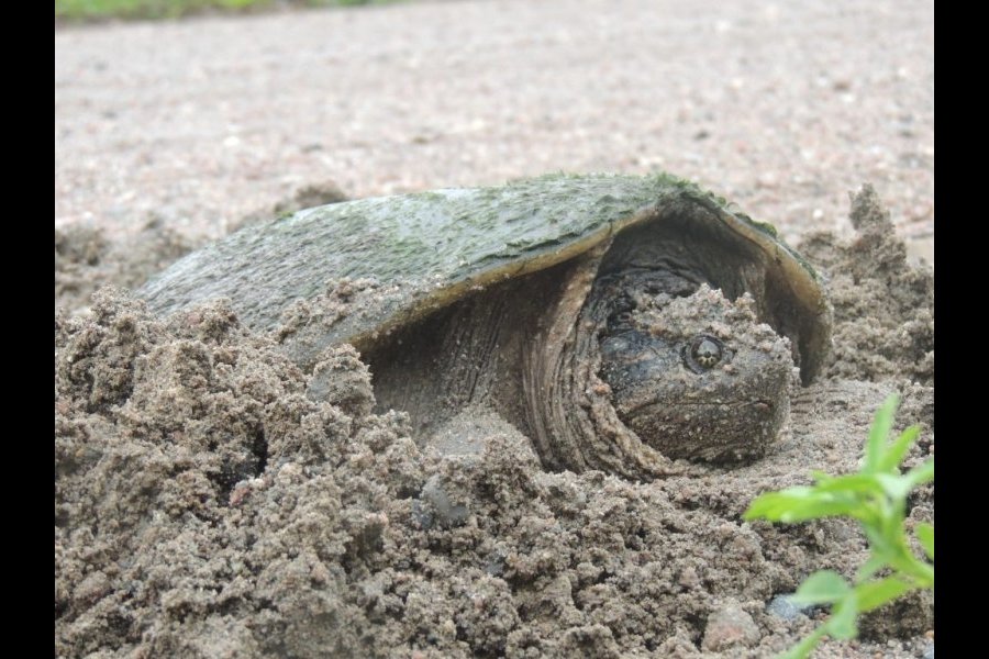 Ponte tortue serpentine 018