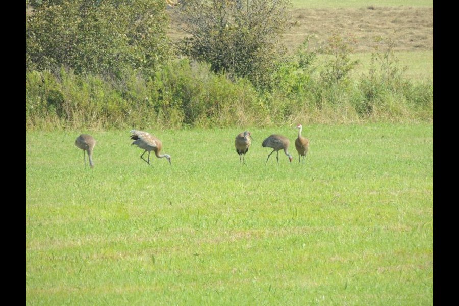 Grues du Canada, Grus canadensis