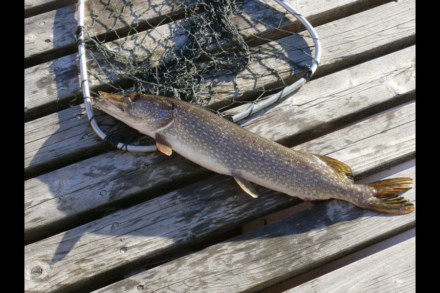 peche au brochet en automne16