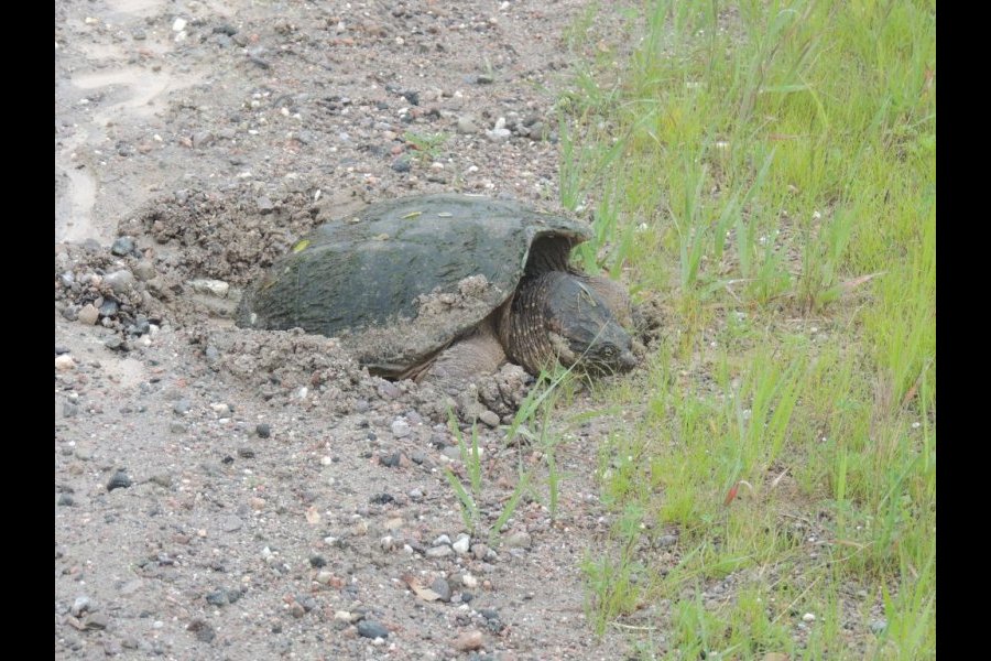 Ponte tortue serpentine 020