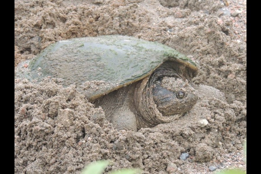 Ponte tortue serpentine 005