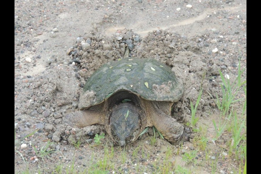 Ponte tortue serpentine 021