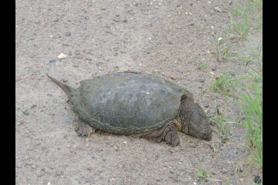 Ponte tortue serpentine 036