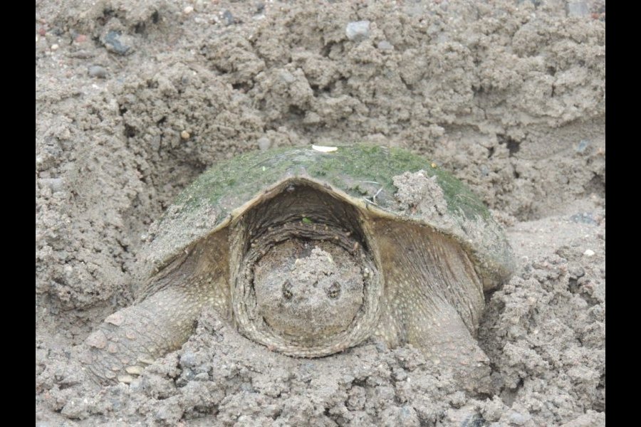 Ponte tortue serpentine 029