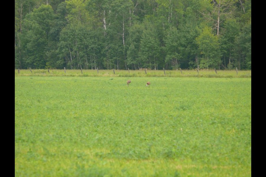 Grues du Canada, Grus canadensis