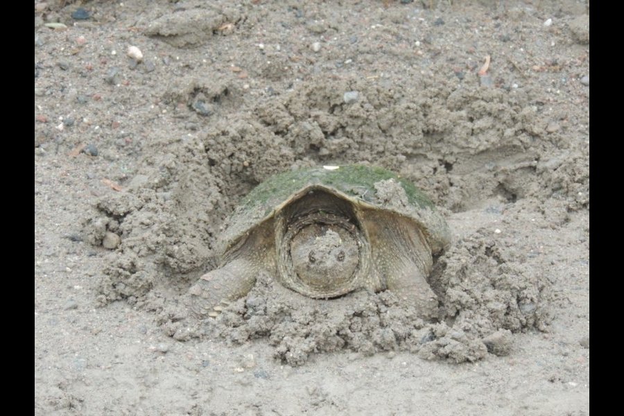 Ponte tortue serpentine 028