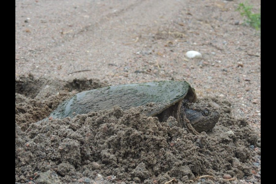 Ponte tortue serpentine 017