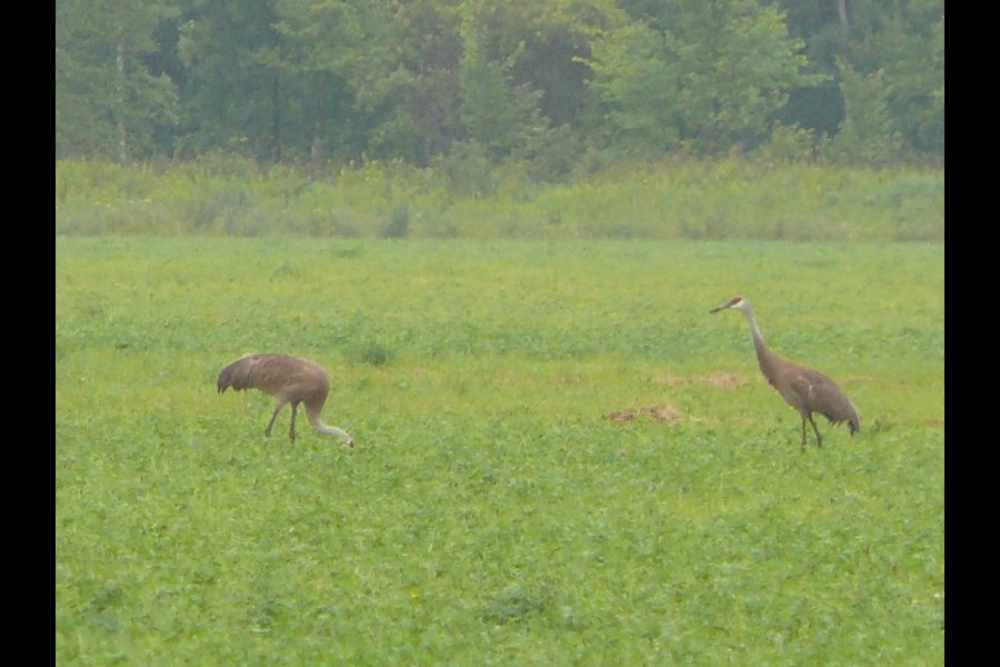 Grues du Canada, Grus canadensis