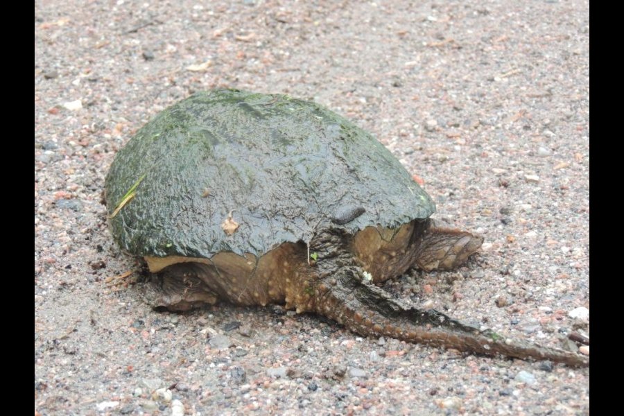 Ponte tortue serpentine 044