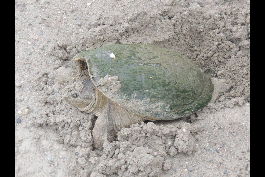 Ponte tortue serpentine 032