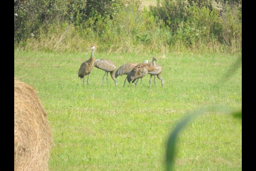 Grues du Canada, Grus canadensis