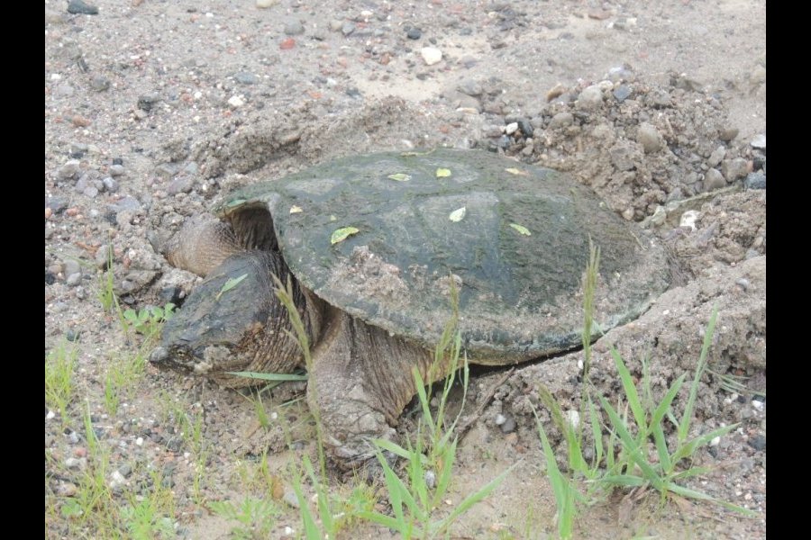 Ponte tortue serpentine 022