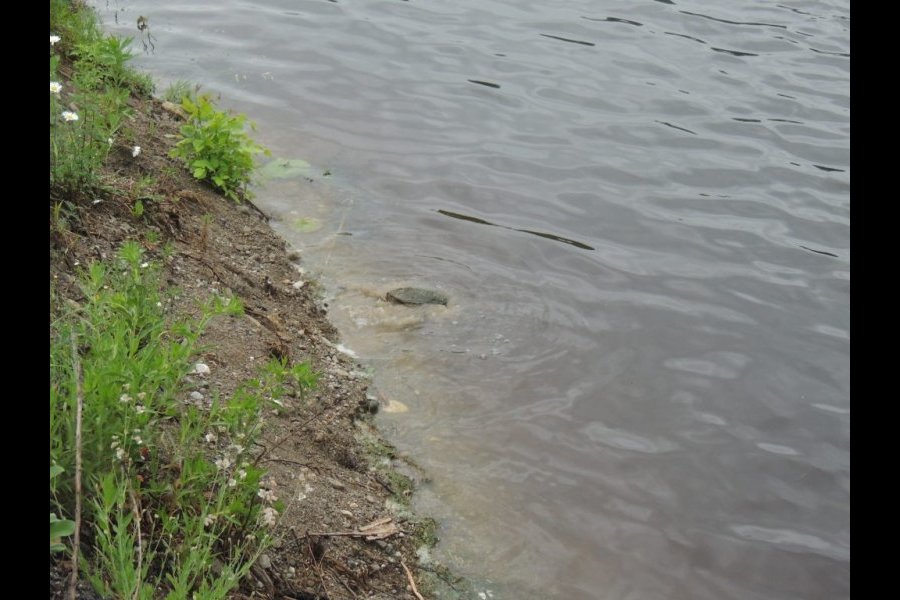 Ponte tortue serpentine 013