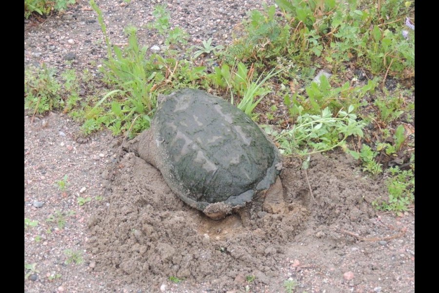 Ponte tortue serpentine 011