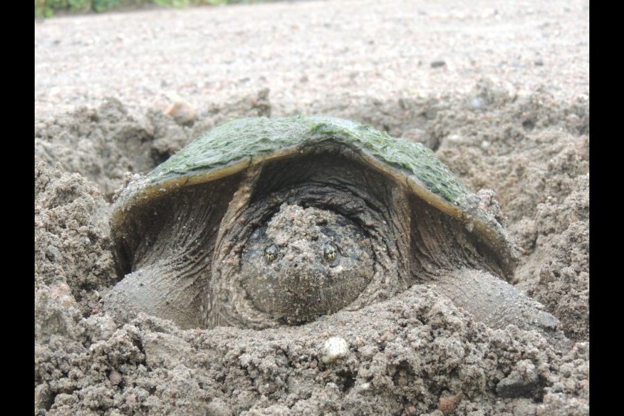 Ponte tortue serpentine 019