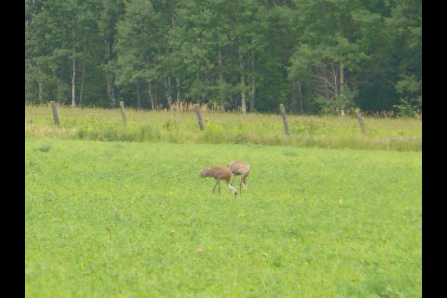 Grues du Canada, Grus canadensis