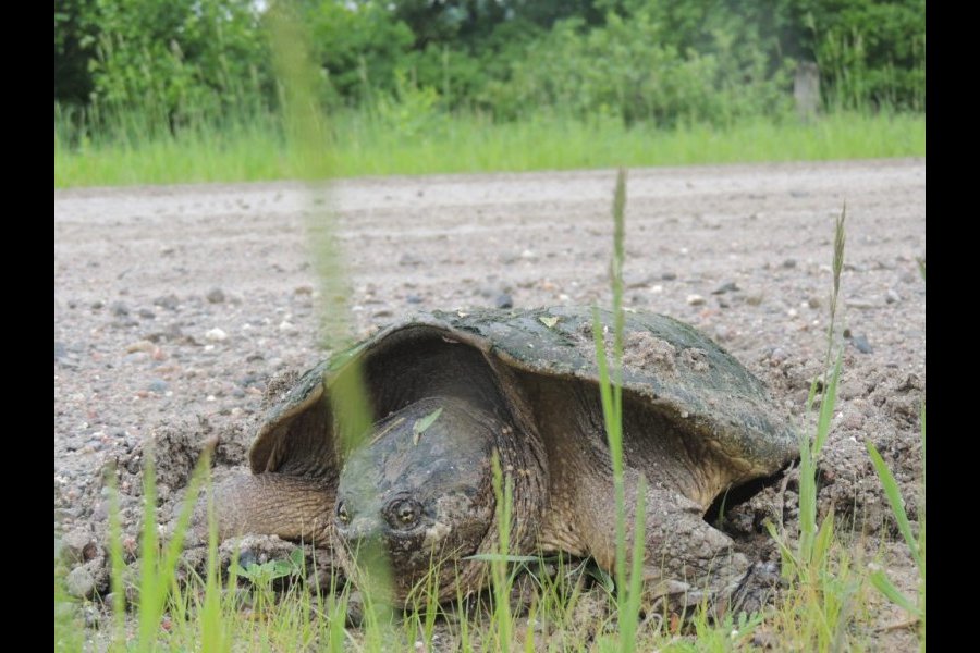 Ponte tortue serpentine 023