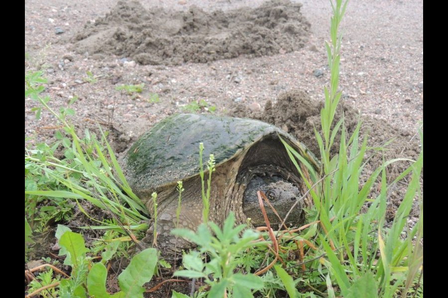 Ponte tortue serpentine 016