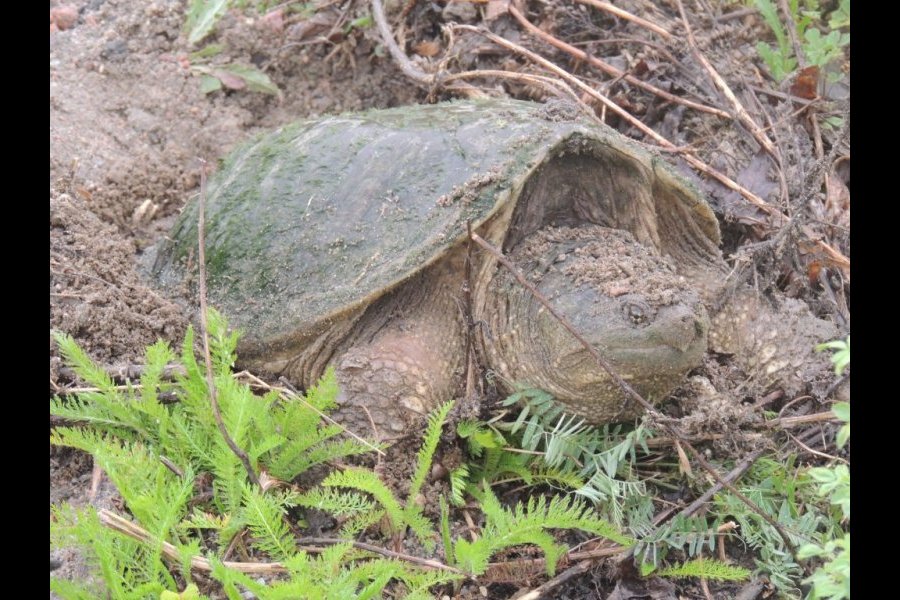 Ponte tortue serpentine 040